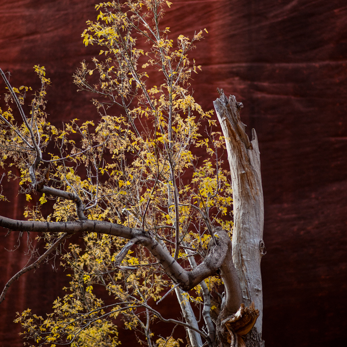 Kolob_Canyon-7444